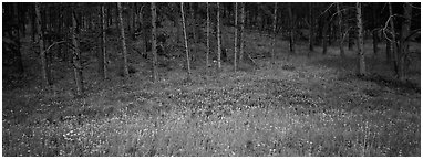 Forest edge in summer. Wind Cave  National Park (Panoramic black and white)