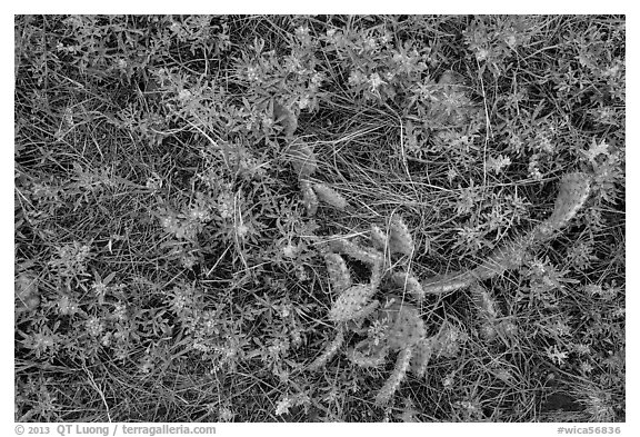 Ground close-up with cactus and prairie flowers. Wind Cave National Park (black and white)