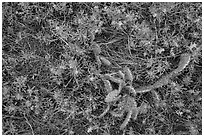 Ground close-up with cactus and prairie flowers. Wind Cave National Park, South Dakota, USA. (black and white)