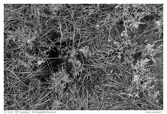 Ground close-up with grasses, flowers, and prairie dog burrow entrance. Wind Cave National Park (black and white)