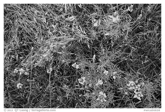 Ground close-up of prairie with flowers and grasses. Wind Cave National Park, South Dakota, USA.