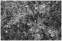 Ground close-up of prairie with flowers and grasses. Wind Cave National Park, South Dakota, USA. (black and white)