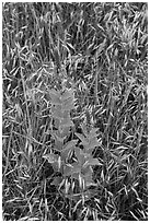 Close-up of wildflowers and grasses. Wind Cave National Park, South Dakota, USA. (black and white)