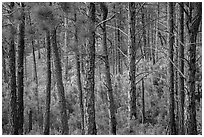 Pine forest. Wind Cave National Park, South Dakota, USA. (black and white)