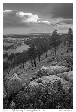 Rankin Ridge and cumulonimbus cloud in late afternoon. Wind Cave National Park, South Dakota, USA.