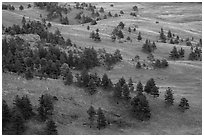 Rolling hills with ponderosa pines and grasslands. Wind Cave National Park ( black and white)