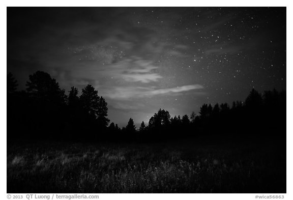 Grasses, pine forest at night. Wind Cave National Park (black and white)