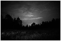 Grasses, pine forest at night. Wind Cave National Park ( black and white)