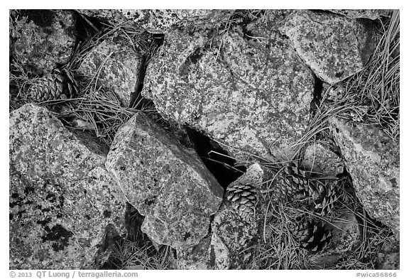 Limestone rock and ponderosa pine cones. Wind Cave National Park (black and white)