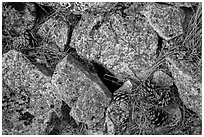 Limestone rock and ponderosa pine cones. Wind Cave National Park, South Dakota, USA. (black and white)