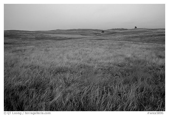 Tallgrass prairie. Wind Cave National Park, South Dakota, USA.