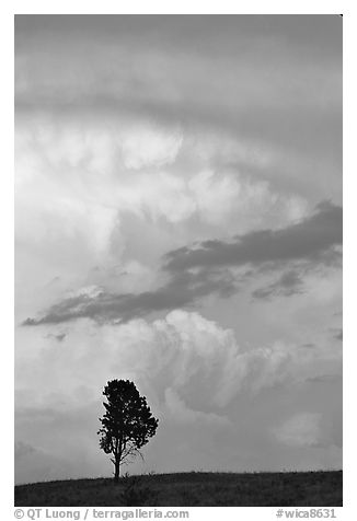 Lone tree and storm cloud, sunset. Wind Cave National Park, South Dakota, USA.