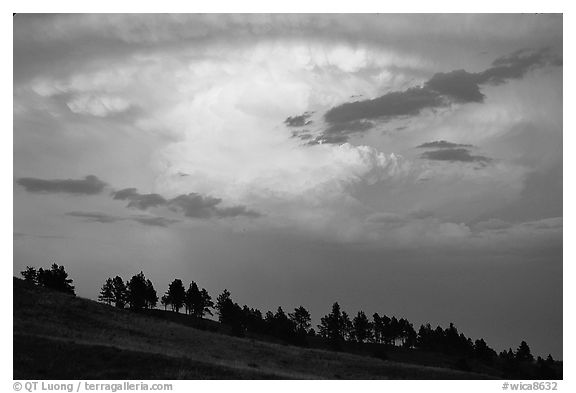 Row of trees under a storm cloud at sunset. Wind Cave National Park, South Dakota, USA.