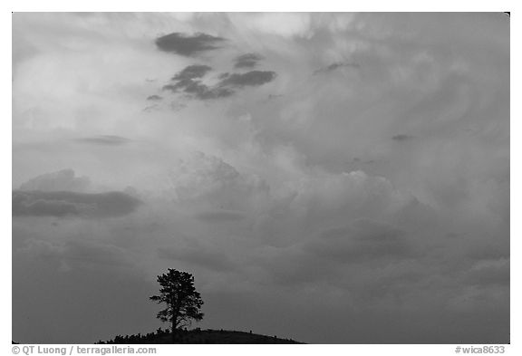 Ponderosa pine on hill and pink storm cloud, sunset. Wind Cave National Park, South Dakota, USA.