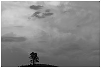 Ponderosa pine on hill and pink storm cloud, sunset. Wind Cave National Park ( black and white)