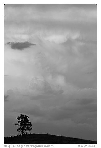 Tree on Hill and storm cloud, sunset. Wind Cave National Park, South Dakota, USA.