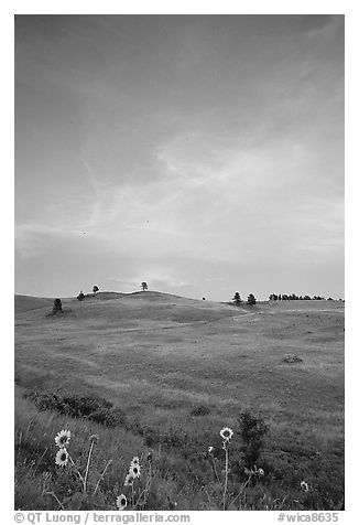 Sunflowers, hills, sunset. Wind Cave National Park (black and white)