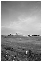 Sunflowers, hills, sunset. Wind Cave National Park, South Dakota, USA. (black and white)