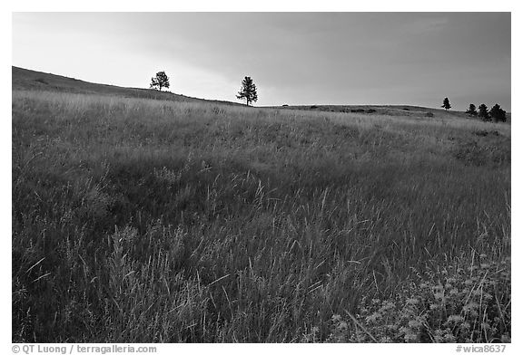 Tall grass and hills at Bison Flats, sunrise. Wind Cave National Park, South Dakota, USA.