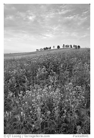 Wild Bergamot flowers, trees on skyline, morning. Wind Cave National Park, South Dakota, USA.