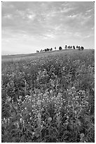 Wild Bergamot flowers, trees on skyline, morning. Wind Cave National Park ( black and white)