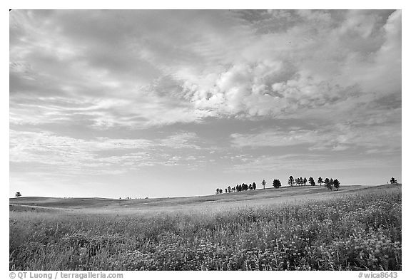 Trees on hillside and clouds, morning. Wind Cave National Park, South Dakota, USA.