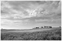 Trees on hillside and clouds, morning. Wind Cave National Park, South Dakota, USA. (black and white)