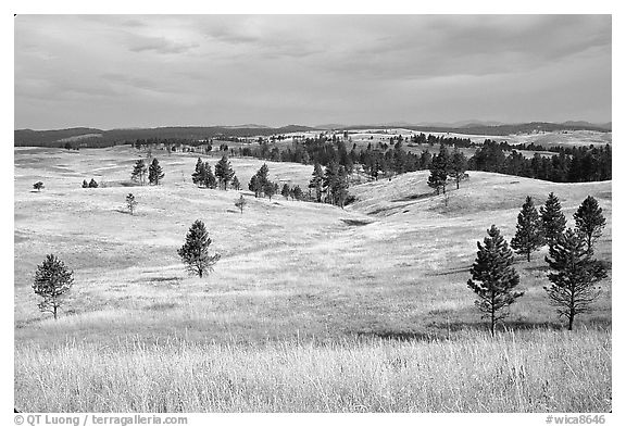 Ponderosa pines and rolling hills near Gobbler Pass. Wind Cave National Park (black and white)