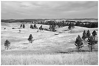 Ponderosa pines and rolling hills near Gobbler Pass. Wind Cave National Park, South Dakota, USA. (black and white)