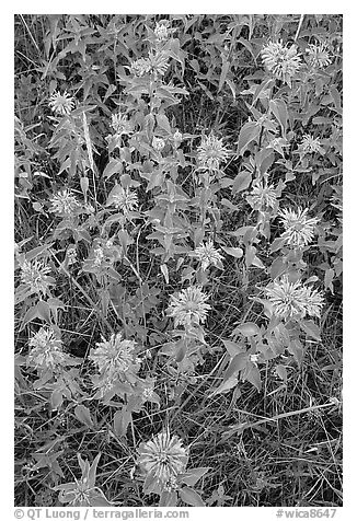 Wild Bergamots (Monarda fistulosa, Lamiaceae). Wind Cave National Park (black and white)
