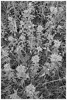 Wild Bergamots (Monarda fistulosa, Lamiaceae). Wind Cave National Park ( black and white)