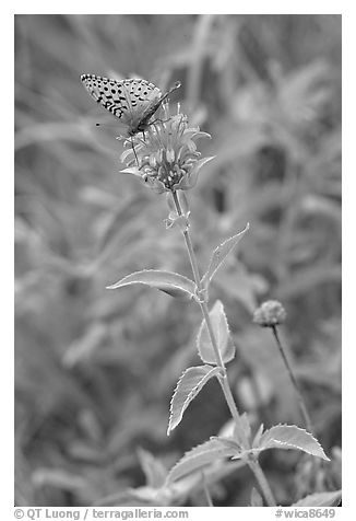 Butterfly on horsemint flower (Monarda fistulosa, Lamiaceae). Wind Cave National Park (black and white)
