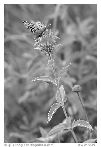 Butterfly on horsemint flower (Monarda fistulosa, Lamiaceae). Wind Cave National Park, South Dakota, USA.