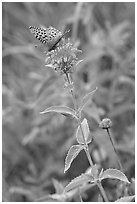 Butterfly on horsemint flower (Monarda fistulosa, Lamiaceae). Wind Cave National Park, South Dakota, USA. (black and white)