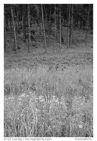 Flowers on meadow and hill covered with pine forest. Wind Cave National Park, South Dakota, USA.