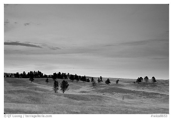 Rolling hills covered with scattered pines, dusk. Wind Cave National Park, South Dakota, USA.