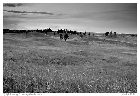 Rolling hills covered with grasses and scattered pines, dusk. Wind Cave National Park, South Dakota, USA.