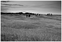 Rolling hills covered with grasses and scattered pines, dusk. Wind Cave National Park, South Dakota, USA. (black and white)