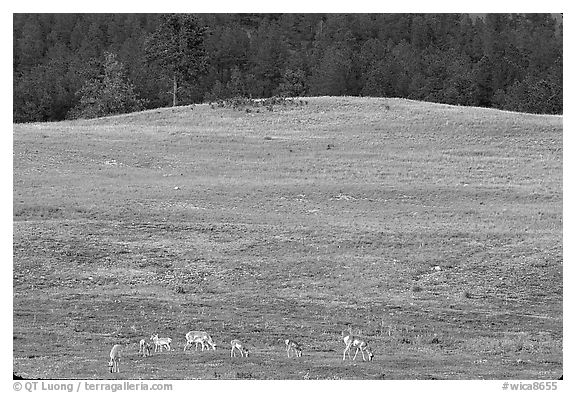 Pronghorn Antelope and hill. Wind Cave National Park, South Dakota, USA.