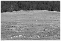 Pronghorn Antelope and hill. Wind Cave National Park, South Dakota, USA. (black and white)