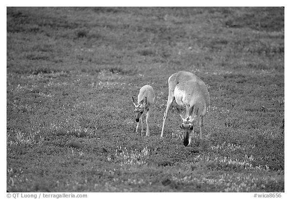 Pronghorn Antelope cow and calf. Wind Cave National Park (black and white)