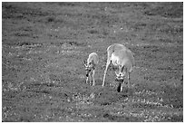 Pronghorn Antelope cow and calf. Wind Cave National Park, South Dakota, USA. (black and white)