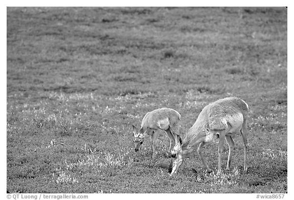 Pronghorn Antelope cow and calf in the prairie. Wind Cave National Park, South Dakota, USA.