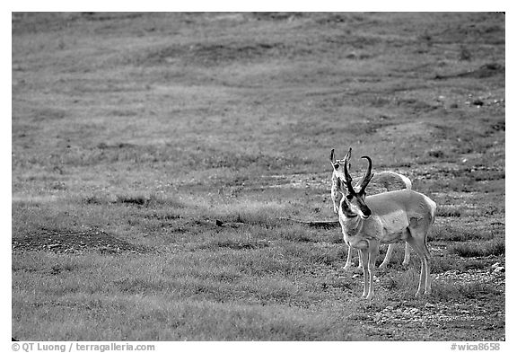 Pronghorn Antelope bull and cow. Wind Cave National Park (black and white)