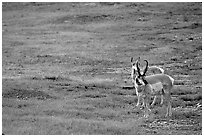 Pronghorn Antelope bull and cow. Wind Cave National Park ( black and white)