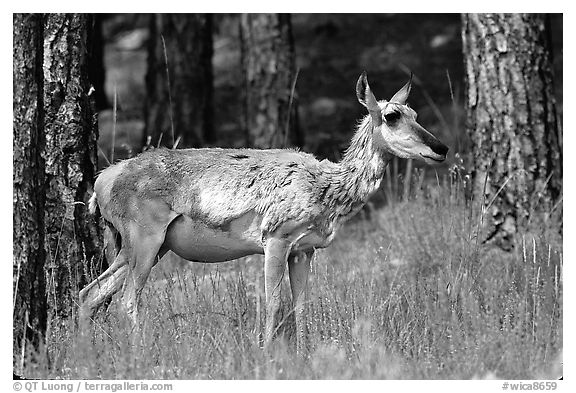 Pronghorn Antelope in pine forest. Wind Cave National Park (black and white)