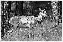 Pronghorn Antelope in pine forest. Wind Cave National Park, South Dakota, USA. (black and white)