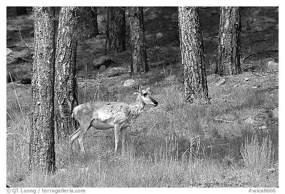 Pronghorn Antelope in pine forest. Wind Cave National Park (black and white)