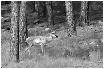 Pronghorn Antelope in pine forest. Wind Cave National Park ( black and white)