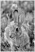 Cottontail rabbit. Wind Cave National Park, South Dakota, USA. (black and white)